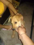 pipoca