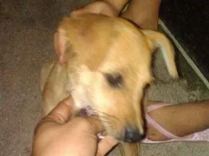 Cachorro raça  idade 2 a 6 meses nome pipoca