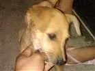 Cachorro raça  idade 2 a 6 meses nome pipoca