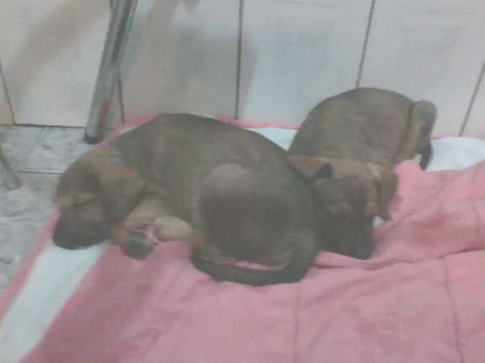 Cachorro ra a SRD idade 2 a 6 meses nome Filhotinhos