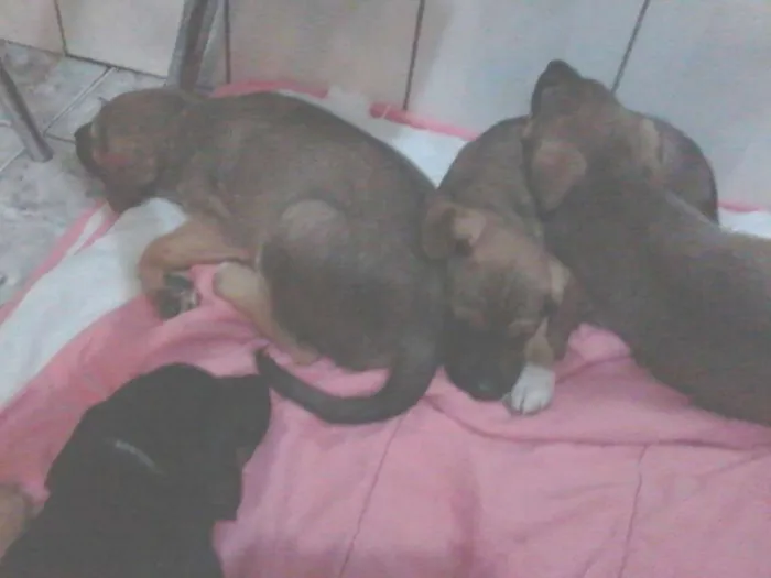 Cachorro ra a SRD idade 2 a 6 meses nome Filhotinhos
