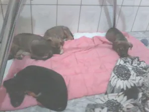 Cachorro raça SRD idade 2 a 6 meses nome Filhotinhos