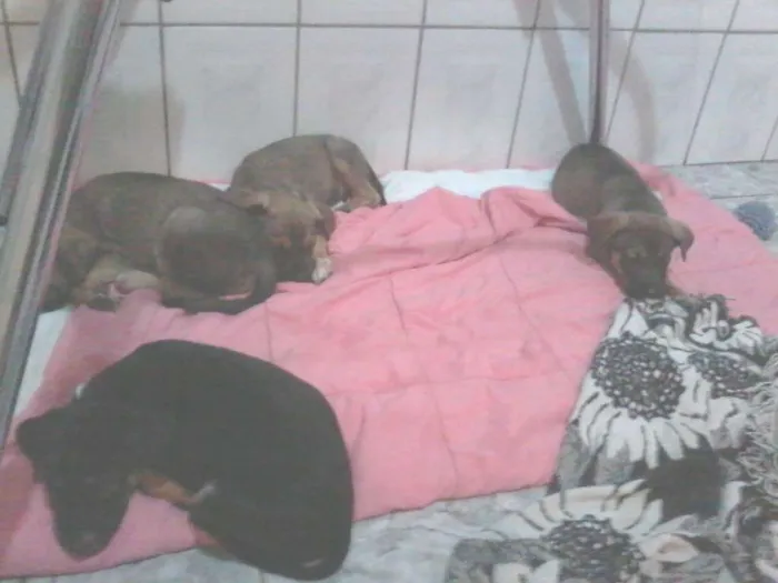 Cachorro ra a SRD idade 2 a 6 meses nome Filhotinhos