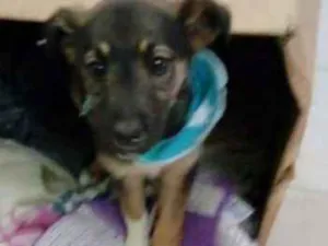 Cachorro raça Vira-lata idade 2 a 6 meses nome Luna