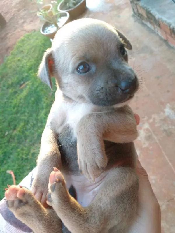 Cachorro ra a mistura Vira lata com hotvill  idade Abaixo de 2 meses nome sem nome