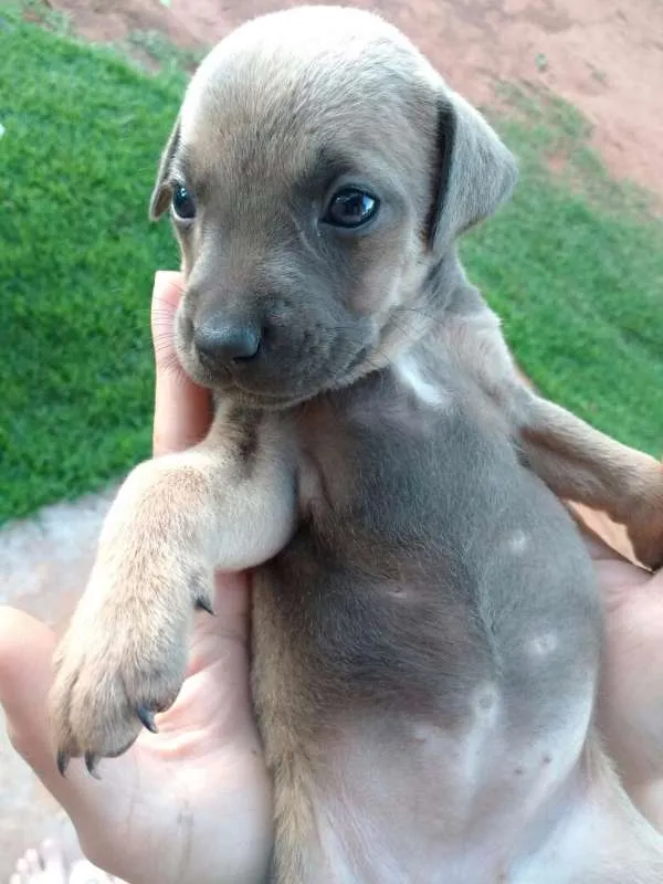 Cachorro ra a mistura Vira lata com hotvill  idade Abaixo de 2 meses nome sem nome