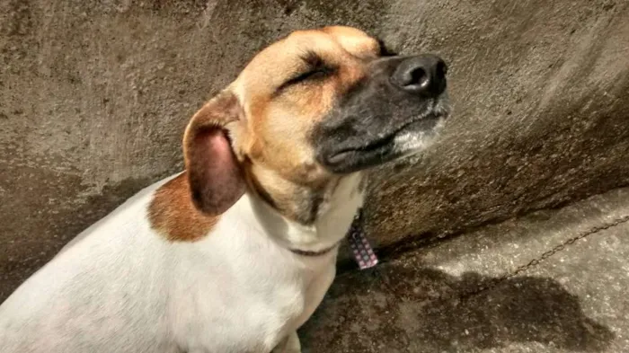Cachorro raça Mestiço idade 7 a 11 meses nome Juju