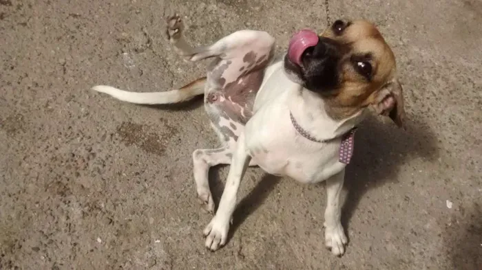 Cachorro raça Mestiço idade 7 a 11 meses nome Juju
