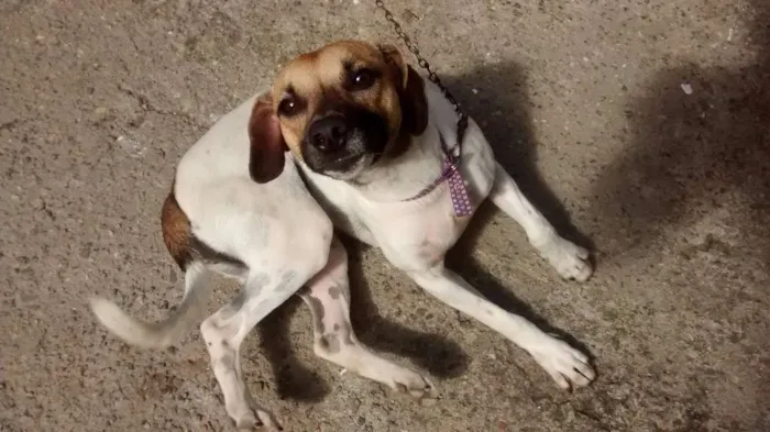 Cachorro raça Mestiço idade 7 a 11 meses nome Juju