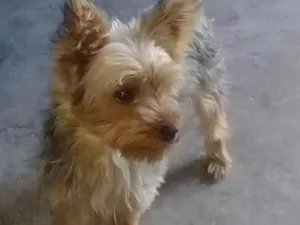 Cachorro raça Yorquishere  idade 7 a 11 meses nome Milu