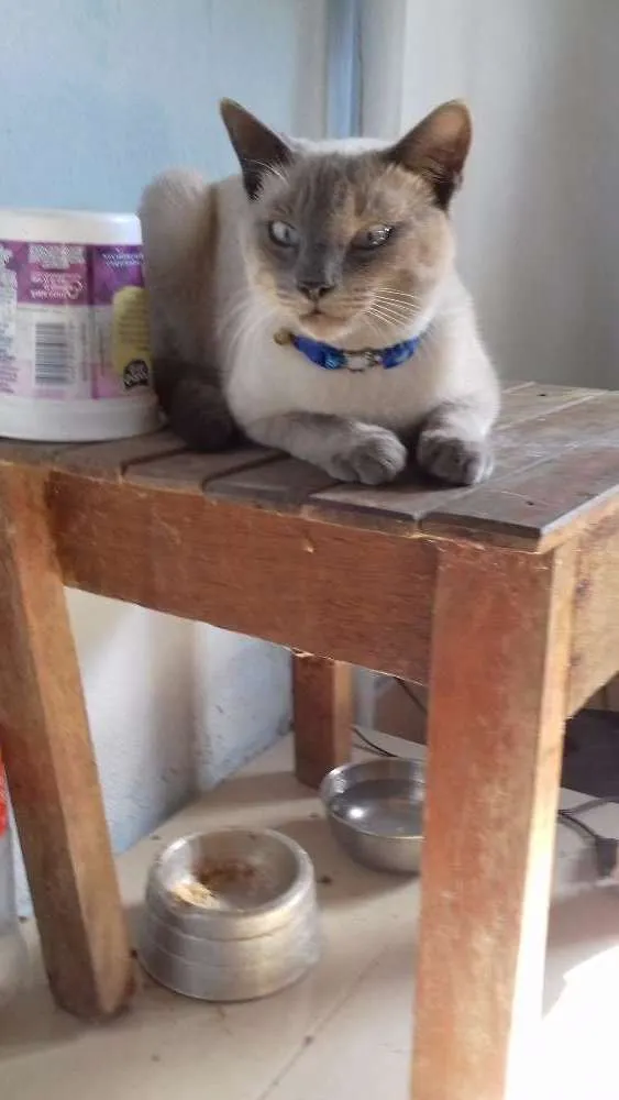Gato ra a Mestiço de siamês  idade  nome Pudim  