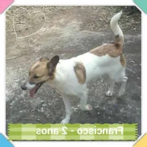 Cachorro raça SRD idade 3 anos nome Francisco