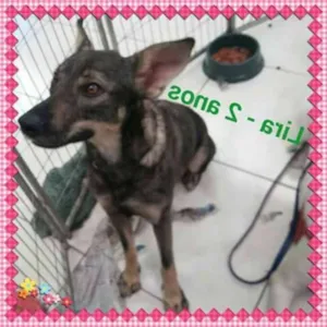 Cachorro raça SRD idade 3 anos nome Lira