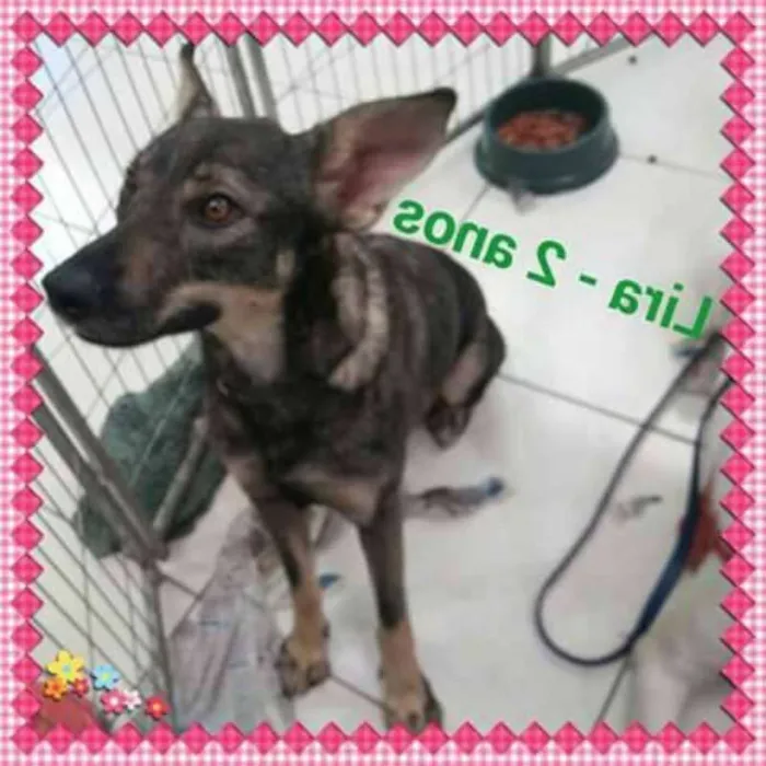 Cachorro ra a SRD idade 3 anos nome Lira