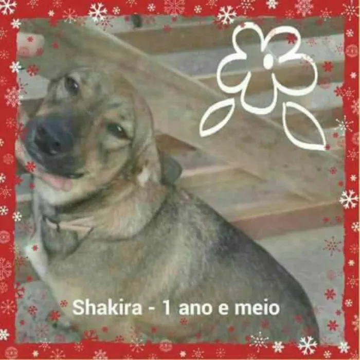 Cachorro ra a SRD idade 2 anos nome Kira