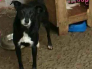 Cachorro raça SRD idade 6 ou mais anos nome Vida