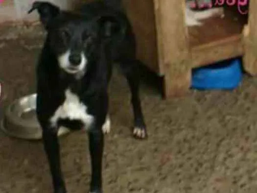 Cachorro ra a SRD idade 6 ou mais anos nome Vida