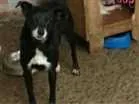Cachorro raça SRD idade 6 ou mais anos nome Vida