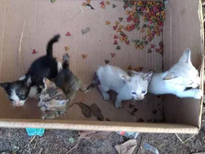 Gato raça  idade  nome Gato