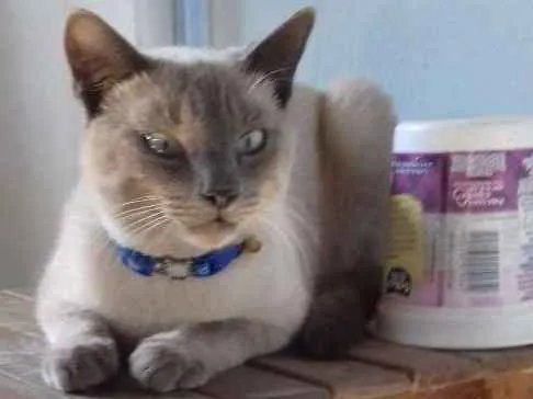 Gato ra a Mestiço de siamês  idade  nome Pudim  