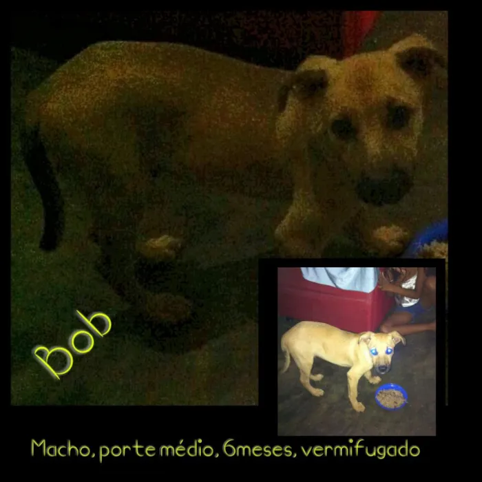 Cachorro ra a Srd idade 2 a 6 meses nome Bob
