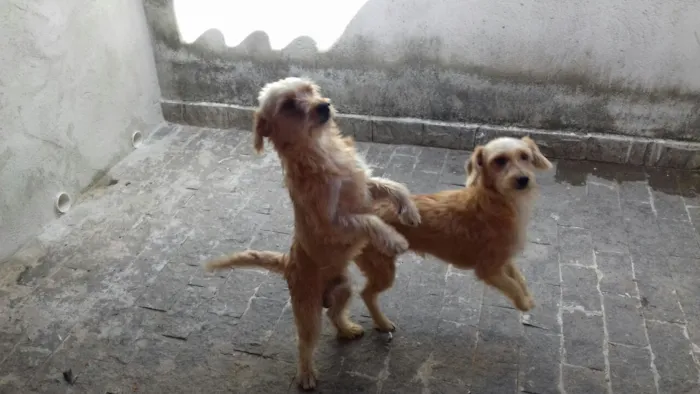 Cachorro raça vira lata com podle idade 1 ano nome THEO(MACHO)MEL(FÊMEA