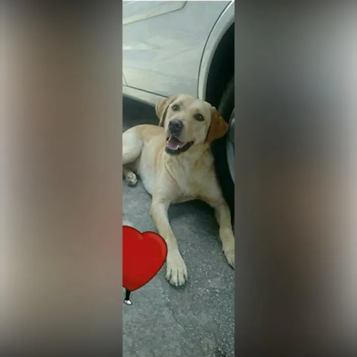 Cachorro ra a Labrador idade 2 anos nome Mel