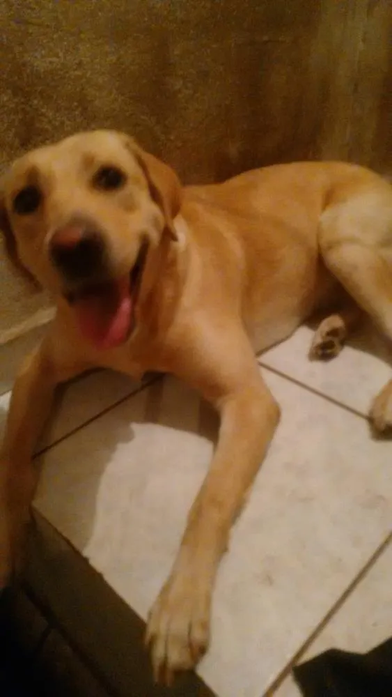 Cachorro ra a Labrador idade 2 anos nome Mel