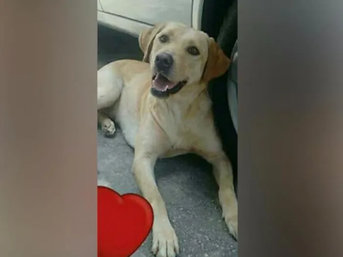 Cachorro ra a Labrador idade 2 anos nome Mel