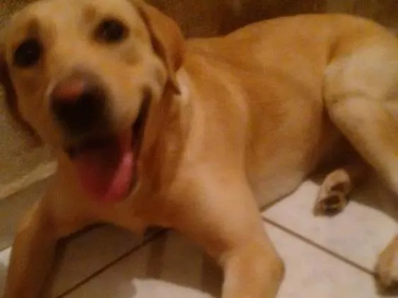 Cachorro ra a Labrador idade 2 anos nome Mel