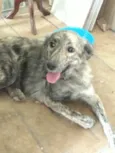 Mili