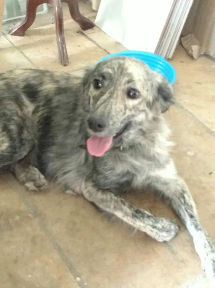 Cachorro ra a vira lata idade 2 anos nome Mili