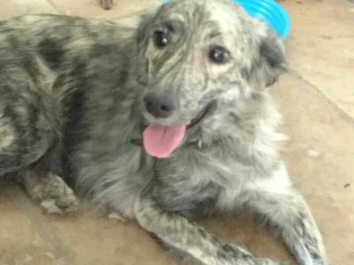 Cachorro ra a vira lata idade 2 anos nome Mili