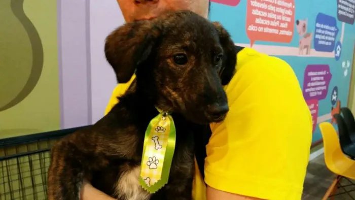 Cachorro ra a vira lata idade 2 a 6 meses nome Bolt