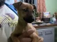 caramelo
