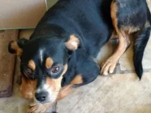 Cachorro raça vira lata idade 1 ano nome Mika