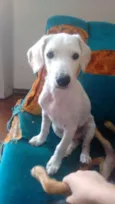 Pipoca
