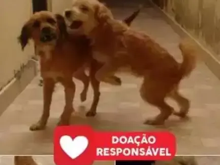 Cachorro ra a Vira-lata  idade 2 anos nome Dora e bela