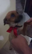 Dora e bela