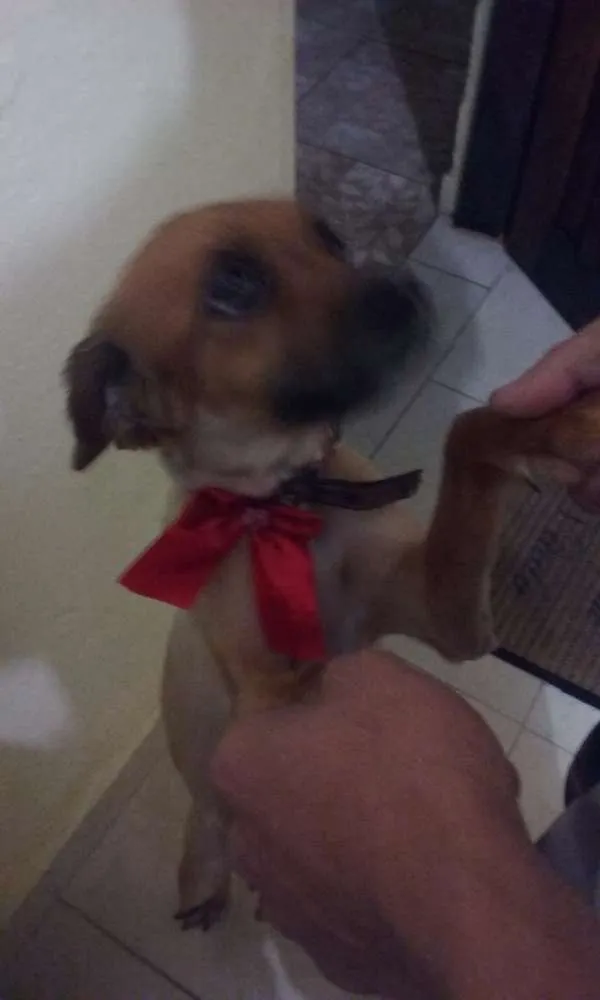 Cachorro ra a Vira-lata  idade 2 anos nome Dora e bela