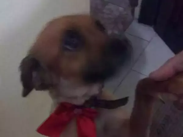 Cachorro ra a Vira-lata  idade 2 anos nome Dora e bela