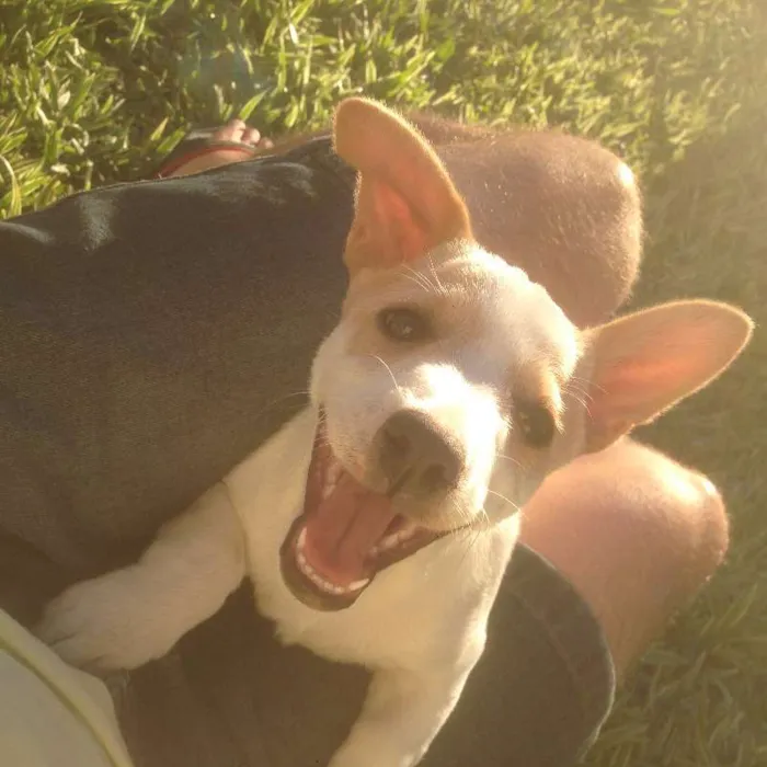 Cachorro ra a SRD idade 7 a 11 meses nome Bulita