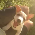 Bulita