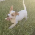 Bulita