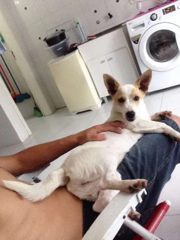 Cachorro ra a SRD idade 7 a 11 meses nome Bulita