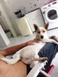 Bulita