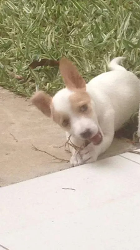 Cachorro ra a SRD idade 7 a 11 meses nome Bulita