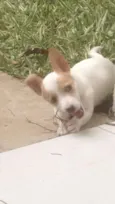 Bulita