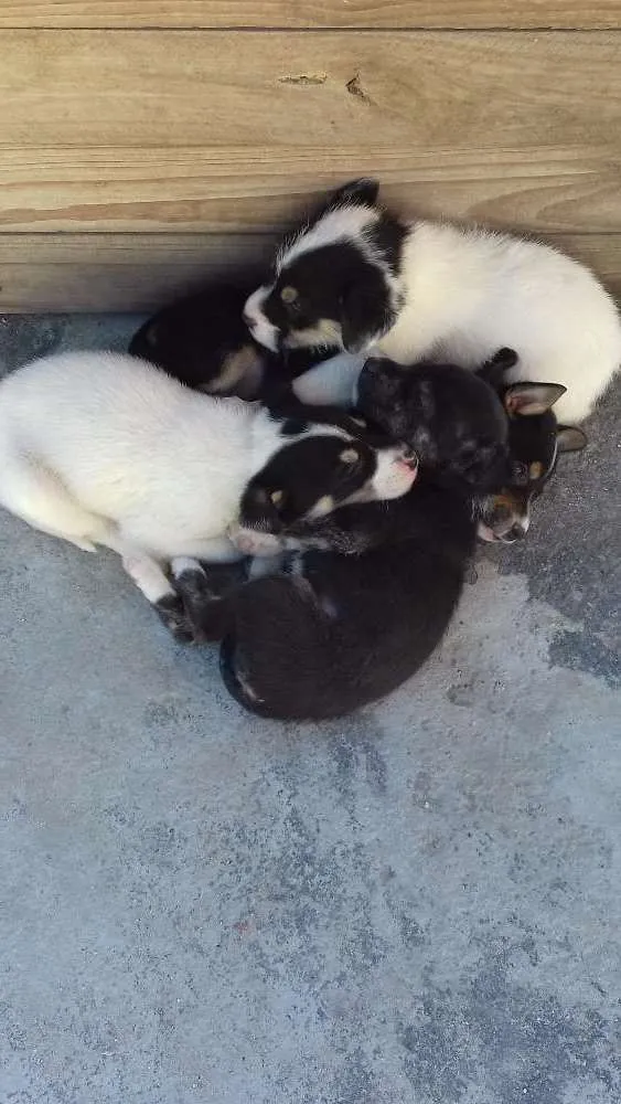 Cachorro ra a Vira lata  idade Abaixo de 2 meses nome Nao tem nome