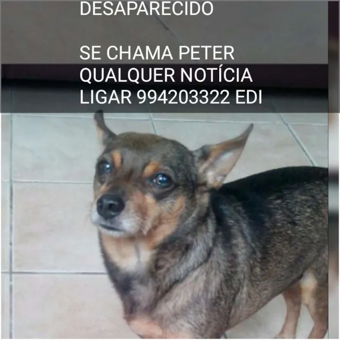 Cachorro ra a Vira lata  idade 6 ou mais anos nome Piter 
